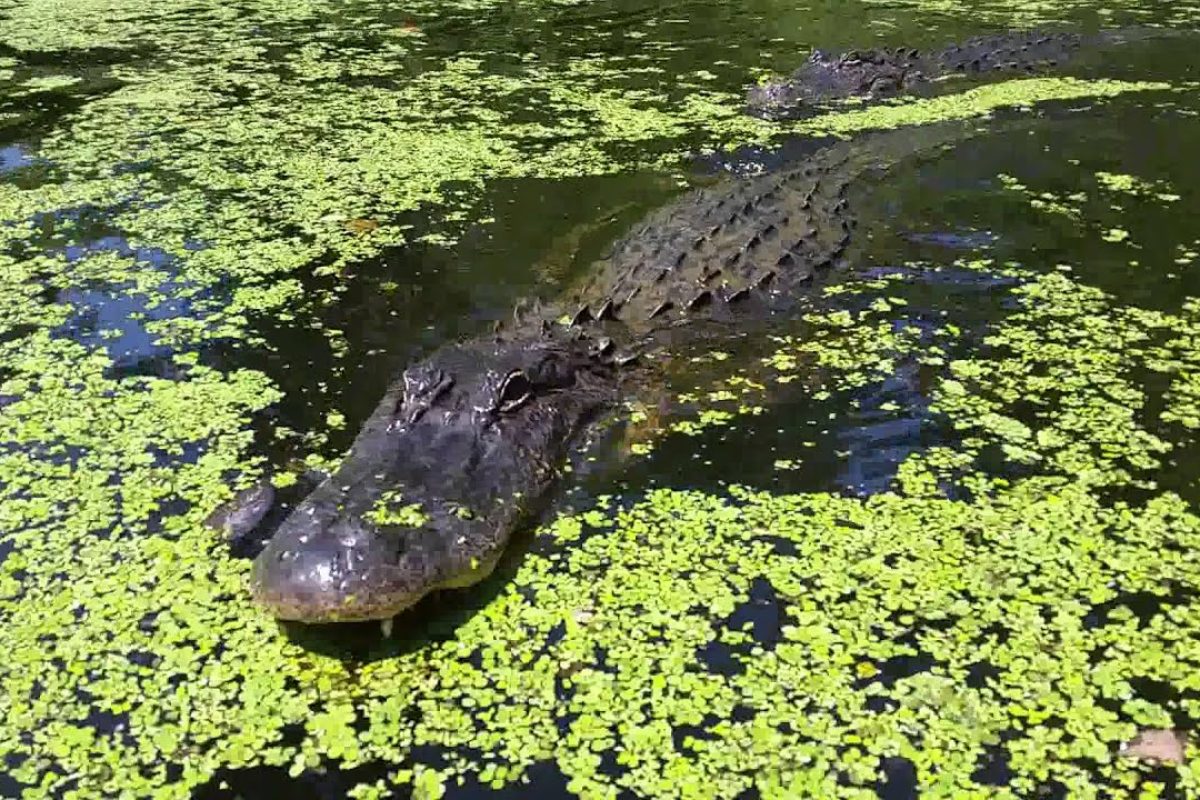 gator in water